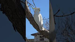 Australian Sulphur Crested Cockatoos Campbelltown Australia [upl. by Llehsam]