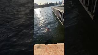 Dropped phone in Shark Infested Sydney Harbour 😳🦈 australia [upl. by Hugues531]