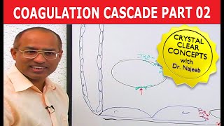 Coagulation Cascade  Part 212 [upl. by Olympie]