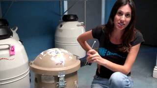 Canine Cryobank Shipping Frozen Sperm Safety Tip [upl. by Ellette370]