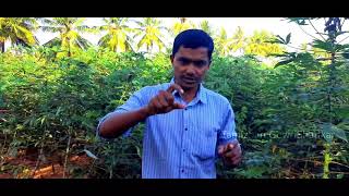 Maravalli Kizhangu  Cassava  Tapioca  Insects diseases [upl. by Suzann]