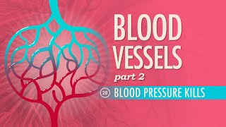 Blood Vessels Part 2 Crash Course Anatomy amp Physiology 28 [upl. by Cronin871]