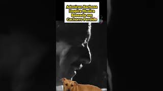 Adoniran Barbosa  O cachorro perdido que inspirou uma música [upl. by Coh]