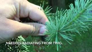 Douglas fir Pseudotsuga menziesii identification tips [upl. by Safire]