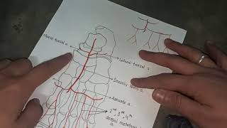 Dorsalis Pedis Artery [upl. by Eelloh97]