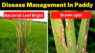 Bacterial leaf blight and Brown spot disease management in paddy  Disease of Rice  Krishi Network [upl. by Idnir656]