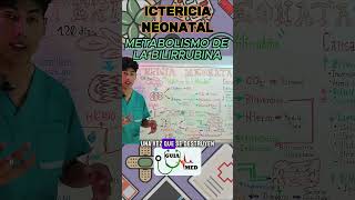 METABOLISMO DE LA BILIRRUBINA  GuiaMed pediatria medicina ictericia [upl. by Aretak]