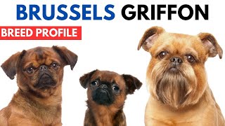 Brussels Griffon Breed Profile History  Price  Traits  Brussels Griffon Grooming Needs  Lifespan [upl. by Addis]