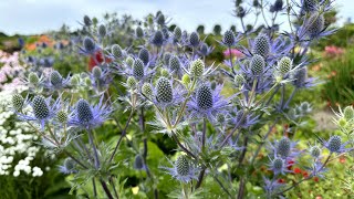 Eryngium Victory Blue sea holly  FarmerGracycouk [upl. by Asillim530]