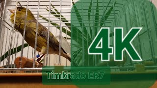 Timbrado Español Classico Original 1712  Part 1 4K Canary [upl. by Granger670]