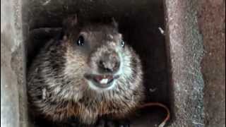 Baby woodchuck chattering [upl. by Ogdan]