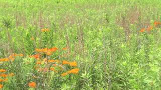 Honeybees on Butterflyweed [upl. by Nagle]