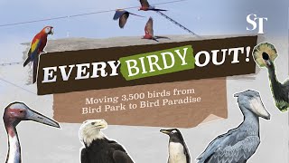 Everybirdy out Moving 3500 birds from Bird Park to Bird Paradise [upl. by Nnylaehs]