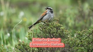 O canto da Escrevedeira tibetana  Emberiza koslowi [upl. by Hnahc]