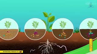 IPL Biofertilizer Use for Banana GrowthHINDI [upl. by Aip914]