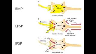 Excitatory and inhibitory postsynaptic potentials [upl. by Yelhak]