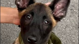 Brush your dog teeth  14wk old Belgium Malinois [upl. by Enisaj714]