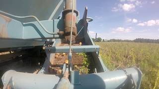 Potato harvesting 2017Bulviakasis 2017T25 Bolko [upl. by Bevus411]