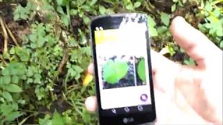 Plantnet Plant Identification App Review Plant ID App TestDoes it Work [upl. by Conover]