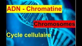 Vidéo N°6 Term ST2S ADNChromatineChromosomeCycle cellulaire 26 octobre 2021 [upl. by Erapsag194]