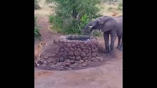 Elephant drinking water lion waiting shorts elephant drink drinking water lion waiting wait [upl. by Cyrille]