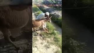 donkey funny video funnyvideos comedy video shorts [upl. by Winthorpe357]