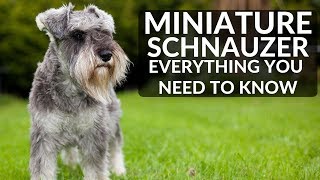 MINIATURE SCHNAUZER 101  Everything You Need To Know About Owning A Schnauzer Puppy [upl. by Vasyuta974]