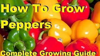 🌿Grow Guava Tree Faster with These Simple Tips guava fruittree [upl. by Gallenz]