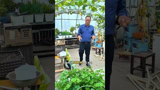 Vegetables plantation and to attend shots youtubeshorts [upl. by Korwun963]