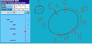 plasmid mapping tutorial [upl. by Yehudi]