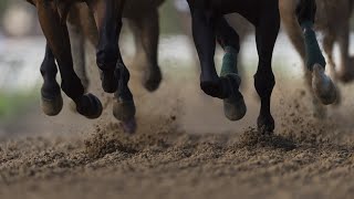 ‘I’m very proud of them’ Sons of stallion Dundeel ‘stood out’ at the Doncaster Mile [upl. by Nylhtak]