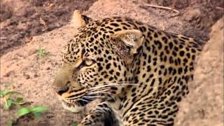 Revealing the Leopard  Nature Documentary HD [upl. by Wiltsey]