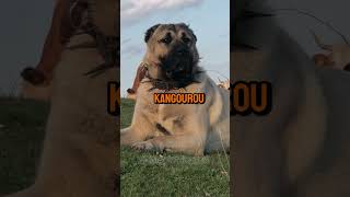 Kangal Vs Kangourou – Qui va gagner 😎 dog short [upl. by Welsh]