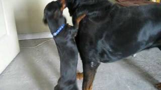 rottweiler fights weiner dog [upl. by Nnayrb]