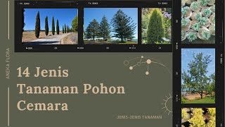 JENISJENIS TANAMAN POHON CEMARA  Aneka Flora [upl. by Oeht]