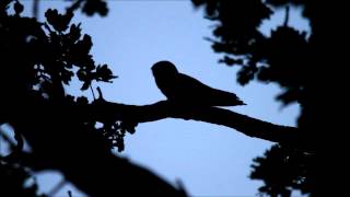 Nightjar calling [upl. by Karlotta828]