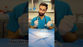 Vet technician vs veterinarian veterinary [upl. by Airlie]