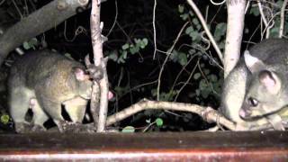 Brushtail Possum Courtship Sounds [upl. by Atinrehs]