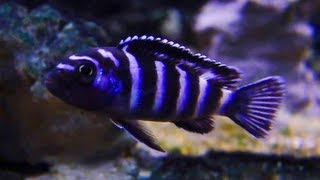 African Cichlid Demasoni [upl. by Demetre]