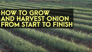 How to Plant Grow and Harvest Onions from Start to Finish Full Instructional Video [upl. by Airekat888]