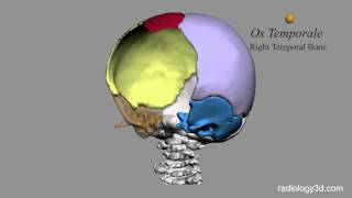 Ossa della Scatola Cranica Cranium Bones [upl. by Cressida]