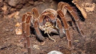 Hogyan tartsam  Theraphosa stirmiblondiapophysis [upl. by Kelvin]