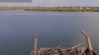 Hurricane Helene Cam  Captiva Osprey PTZ POV Offline from PowerInternet Outage [upl. by Amelus]