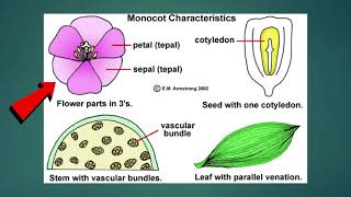 Science  Grade 6 Monocotyledons and Dicotyledons [upl. by Irtak904]