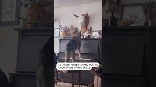 He taught himself Pianoplaying pooch shows off his skills [upl. by Ajiak703]