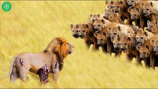 35 Painful Moments Injured Lion Fights Wild Animals  Animal Attacks [upl. by Agn]