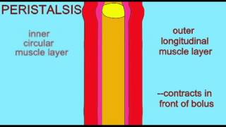 DIGESTIVE SYSTEM PERISTALSIS [upl. by Iznyl]