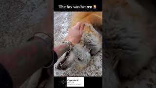 The fox was really laughing shortvideo funny 1000subscribers [upl. by Korenblat]