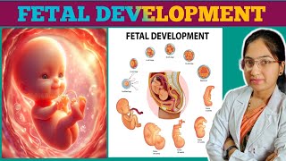 Fetal development week by week  Stages of Pregnancy  embryofetal growth step by step explanation [upl. by Anatlus]