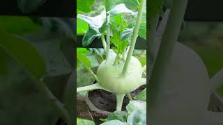 Growing Kohlrabi on the Railing little soil but high yield [upl. by Marion519]